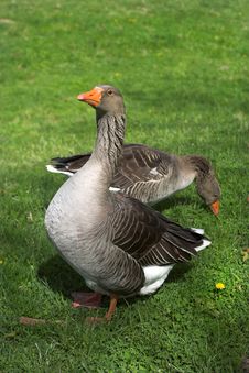 Two Geese Stock Image Two Geese Stock Image