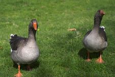 Two Geese Royalty Free Stock Photos