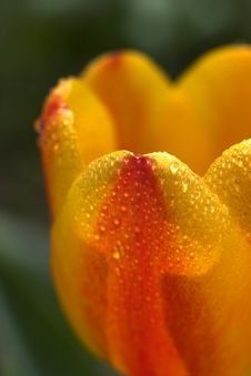 Beautiful Tulip Royalty Free Stock Image