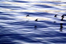 Birds In Motion On Thames Rive Royalty Free Stock Images Birds In Motion On Thames Rive Royalty Free Stock Images