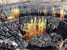 Moss On The Charred Tree Stock Photos Moss On The Charred Tree Stock Photos