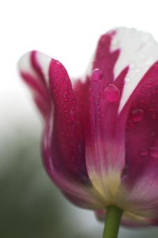 Beautiful Tulip Royalty Free Stock Image Beautiful Tulip Royalty Free Stock Image