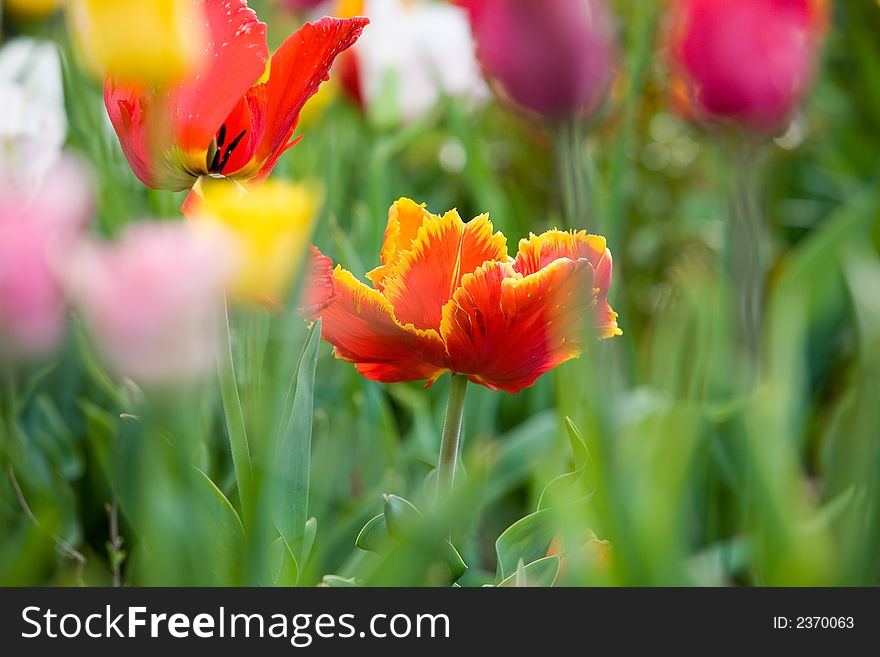 A red flower in a field of tulips
