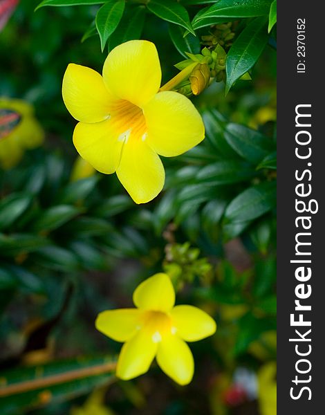 Wild flower in a tropical forest