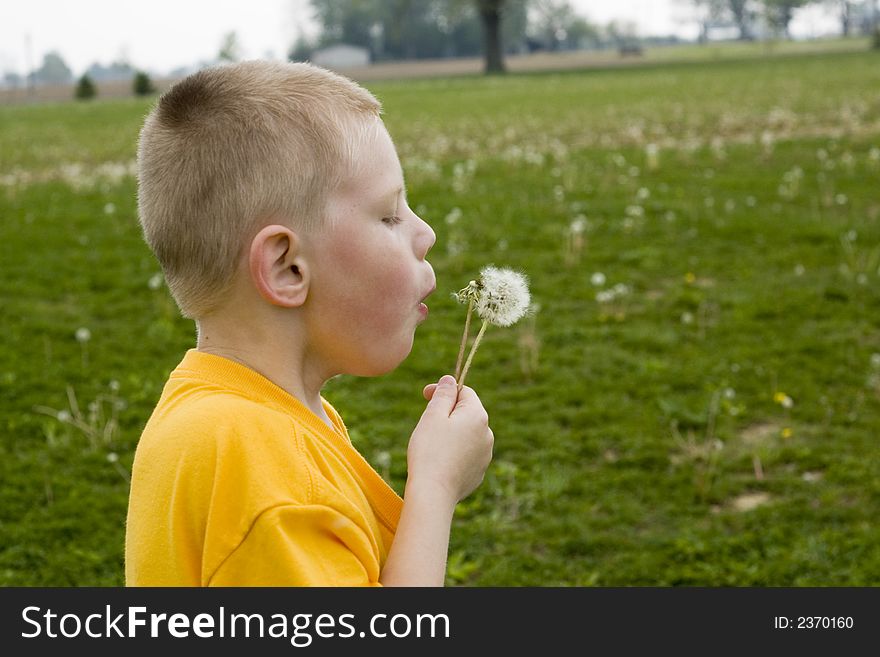 Dandelion Blowing In The Wind