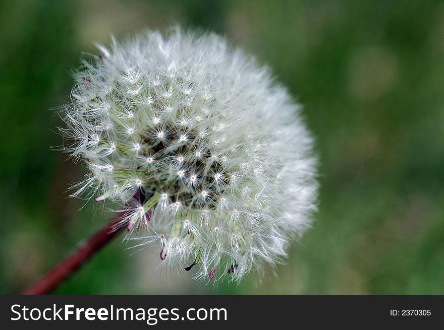 Close up of dandelion in seed stage.