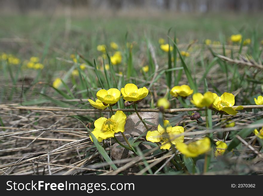 Small yellow florets on a grass