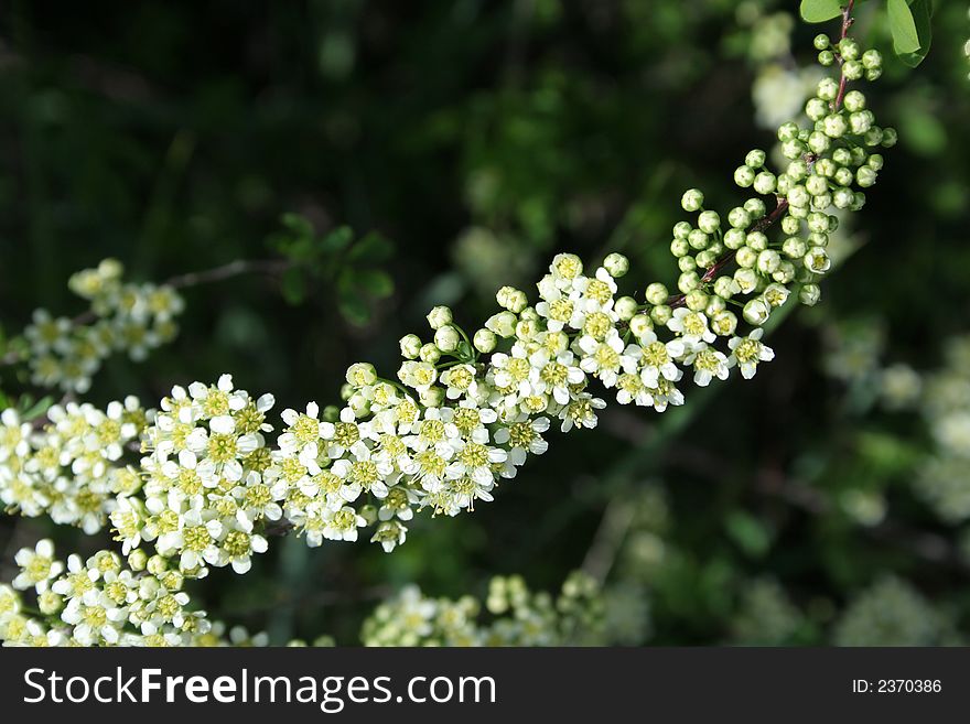 Branch with white small flowers. Branch with white small flowers