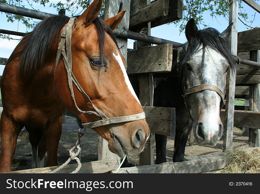 Two adhered horses eat hay