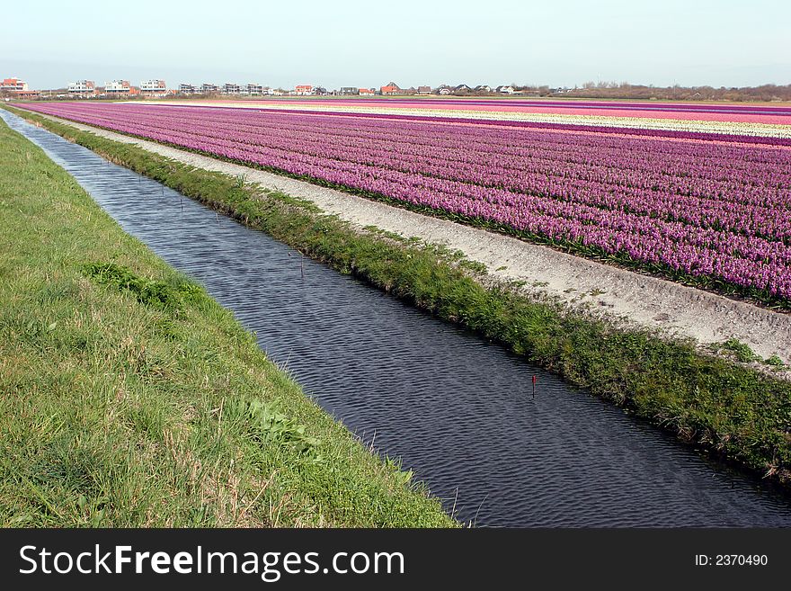 Red and purple hayacinths in a field in Holland. Red and purple hayacinths in a field in Holland