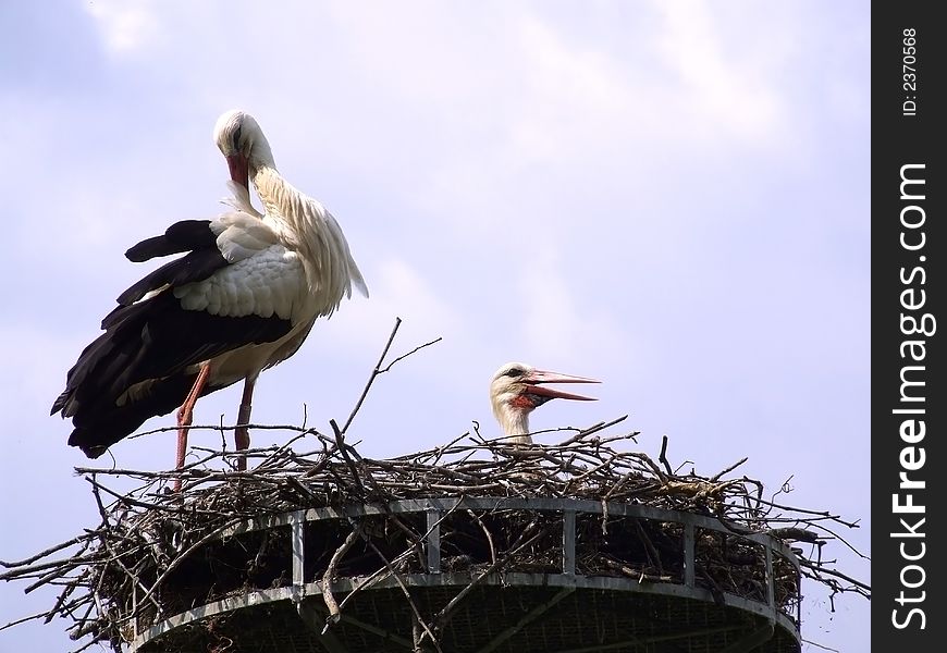 Two storks in the nest for the brooding