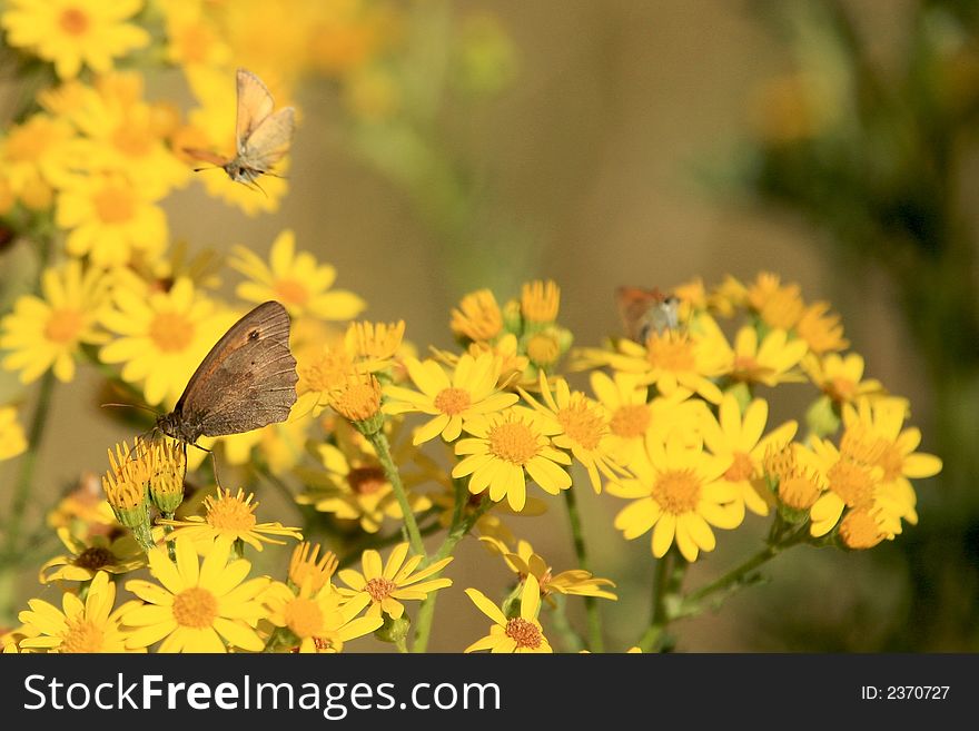 A number of Small Heath butterflies feeding and flying. They are resting on a group of bright yellow daisies in a Summer meadow. A number of Small Heath butterflies feeding and flying. They are resting on a group of bright yellow daisies in a Summer meadow