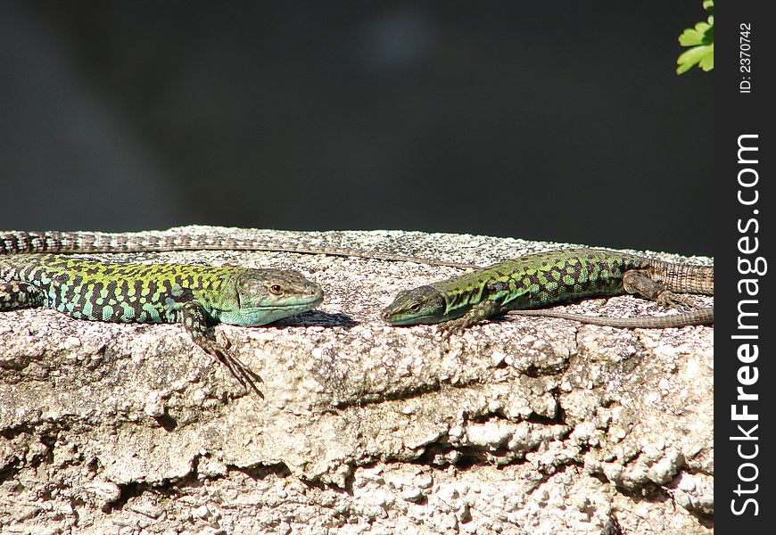 Two lizards on little wall