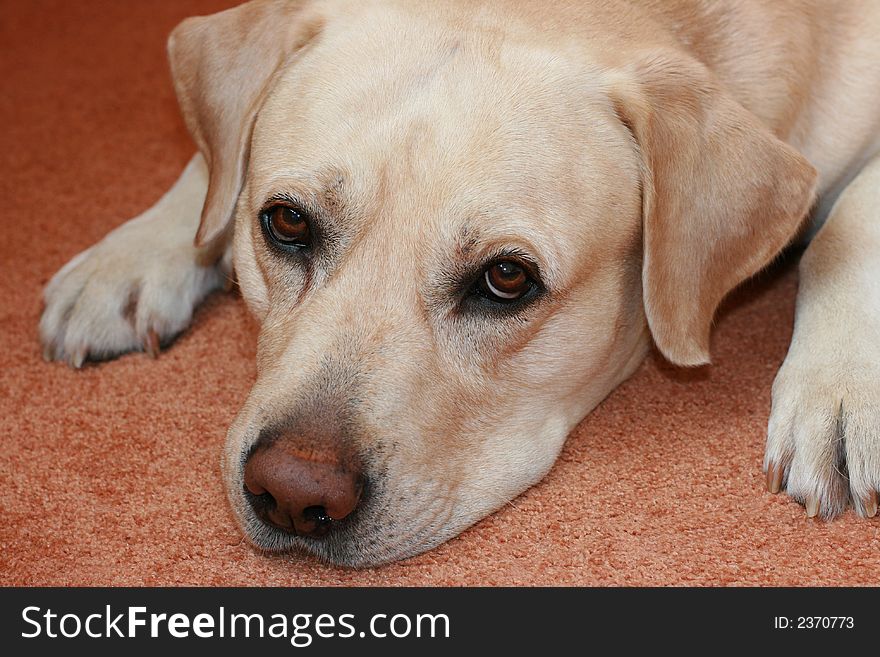 Pale-yellow labrador lays and looks sad eyes