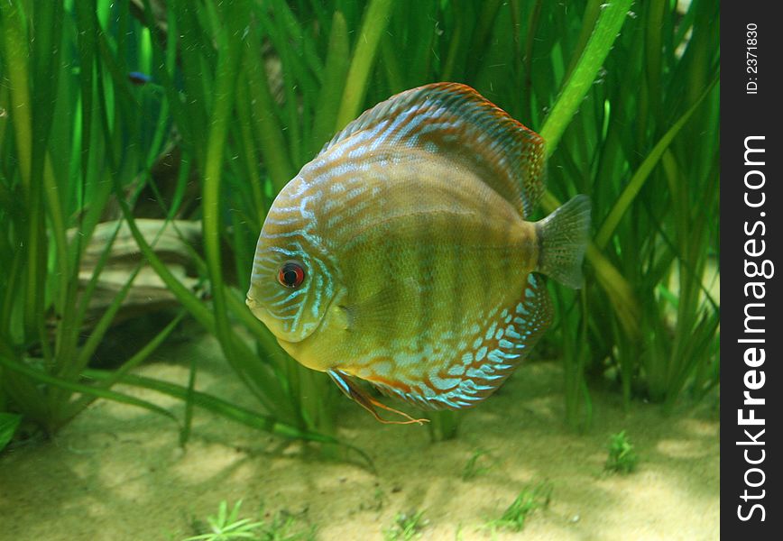 Discus fish in an aquarium