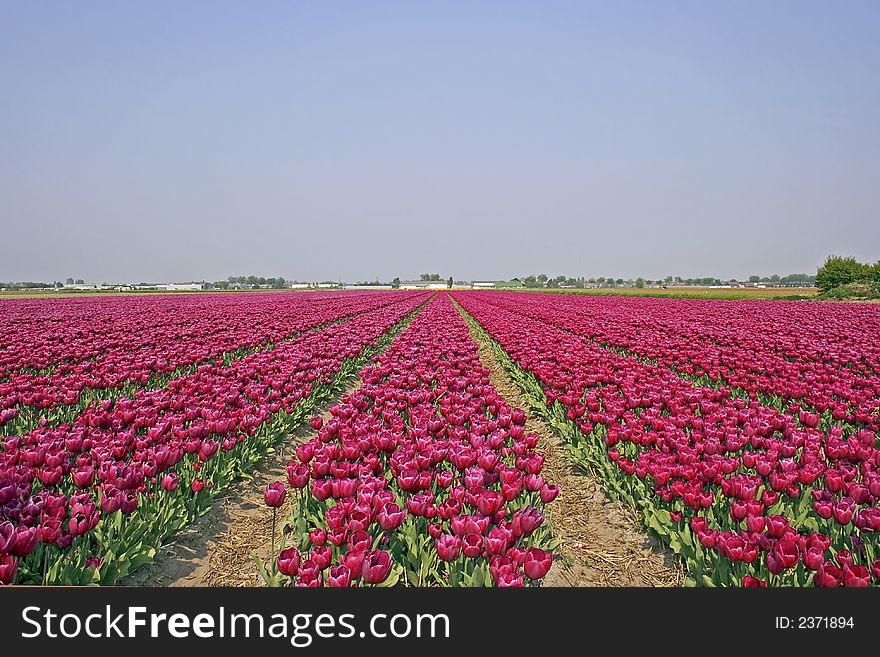 Field of purple tulips in the countryside of Holland ready for export