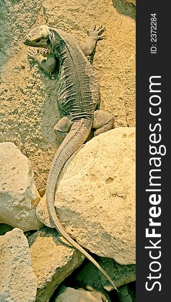 Portrait of young Rhinoceros Iguana. Portrait of young Rhinoceros Iguana