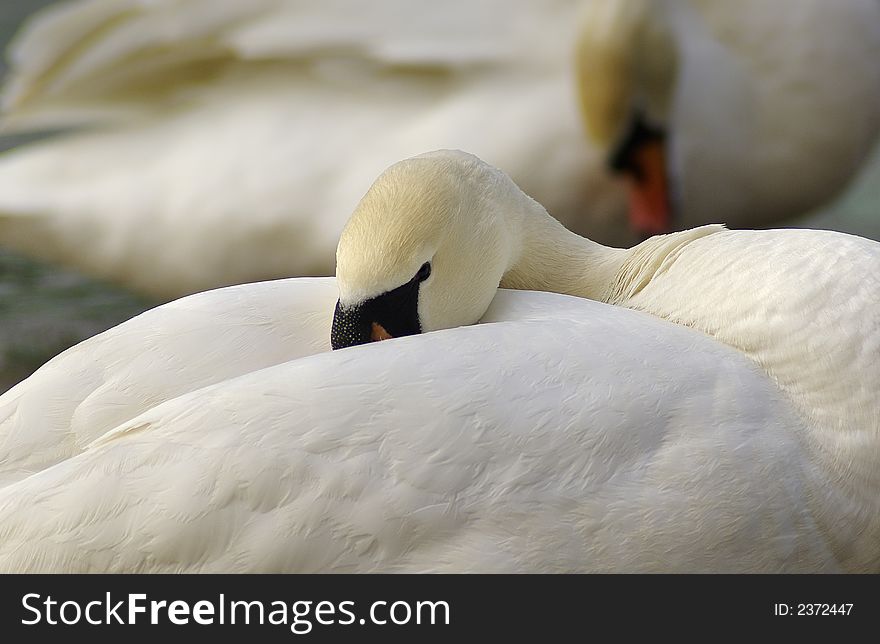 Mute Swan Resting