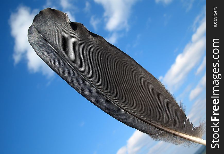 feather of the bird on sky background