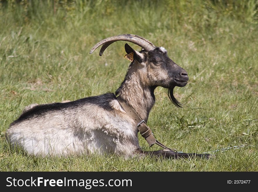 Grey goat in the middle of the field in Poland