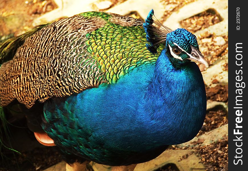 Peacock taken in birdpark wit colorful and hue feather.