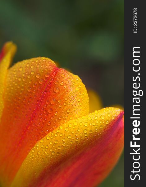 Detail image of a colorful tulip with water drops. Detail image of a colorful tulip with water drops