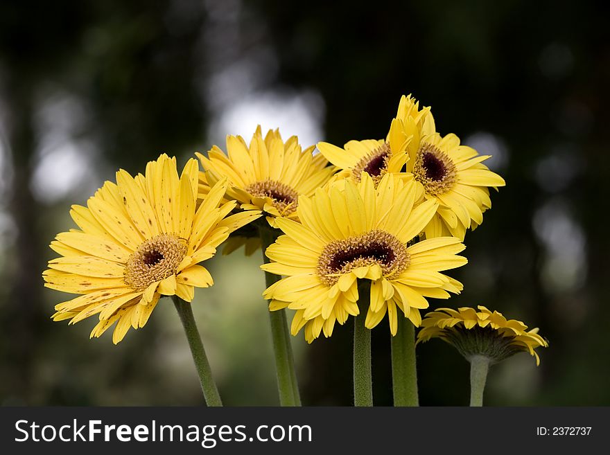 Yellow flowers