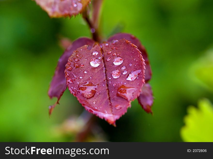 Rain drops on a red leaf in sunset. Rain drops on a red leaf in sunset