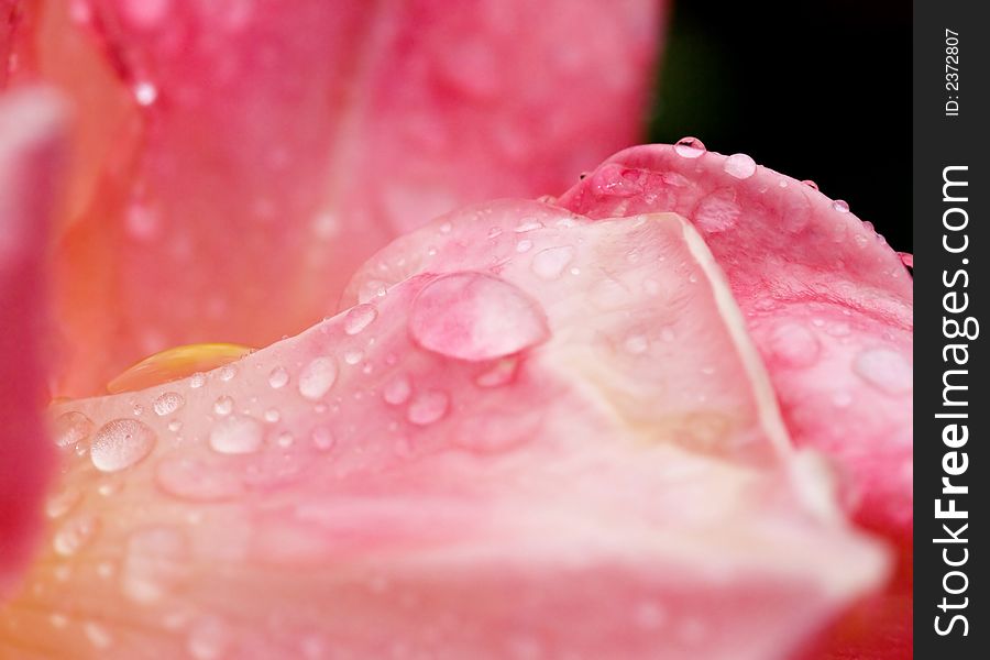 Rain drops on a pink petal of a rose. Rain drops on a pink petal of a rose