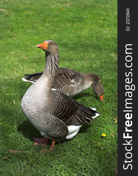 Image of two gray geese in a meadow. Image of two gray geese in a meadow