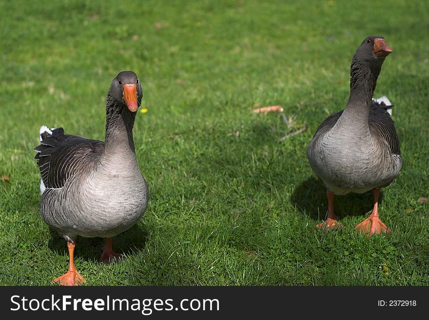Image of two gray geese in a meadow. Image of two gray geese in a meadow