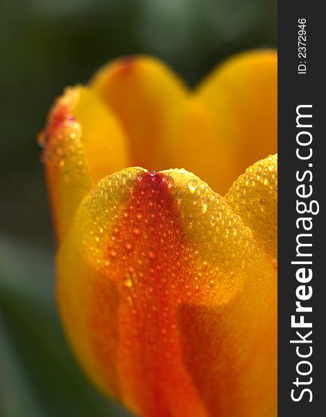 Detail image of a colorful tulip with water drops. Detail image of a colorful tulip with water drops