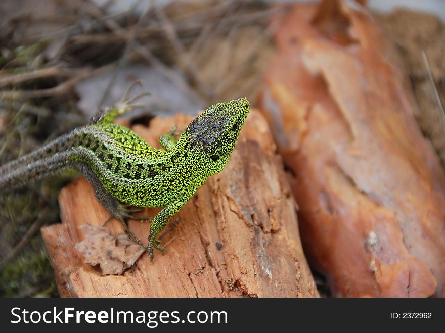 Green lizard in closeup on tree bark