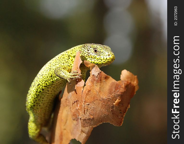 Green lizard in closeup on tree bark