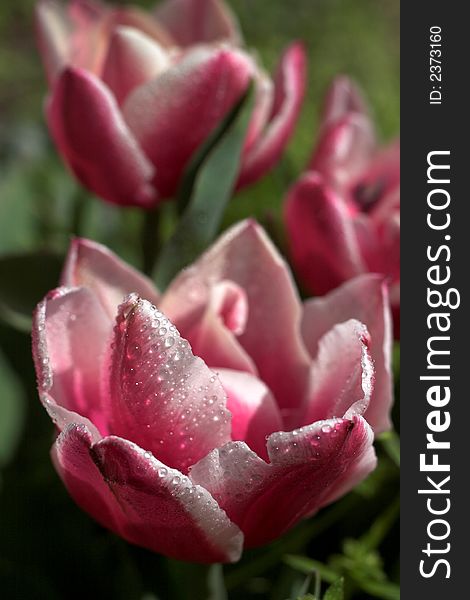 Image of beautiful pink tulips with water drops. Image of beautiful pink tulips with water drops