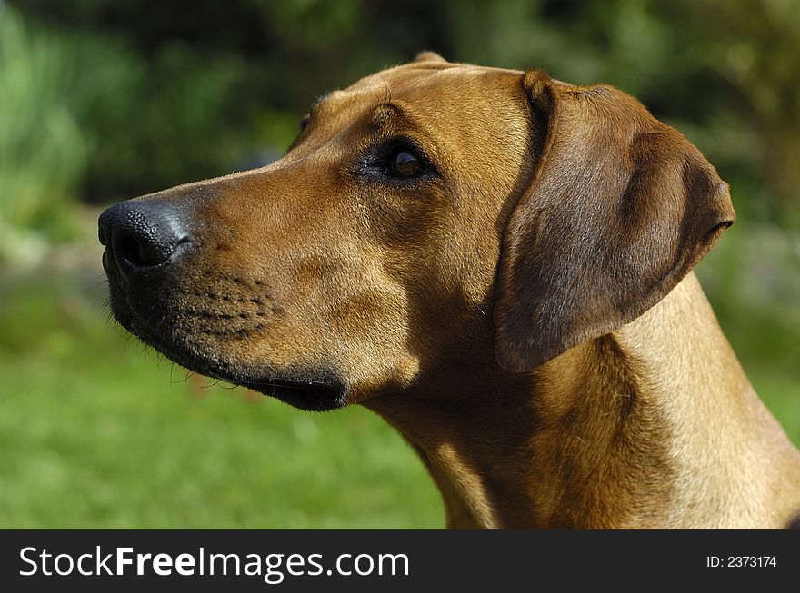 Cute rhodesian ridgeback head from the side looking sweet to the leader