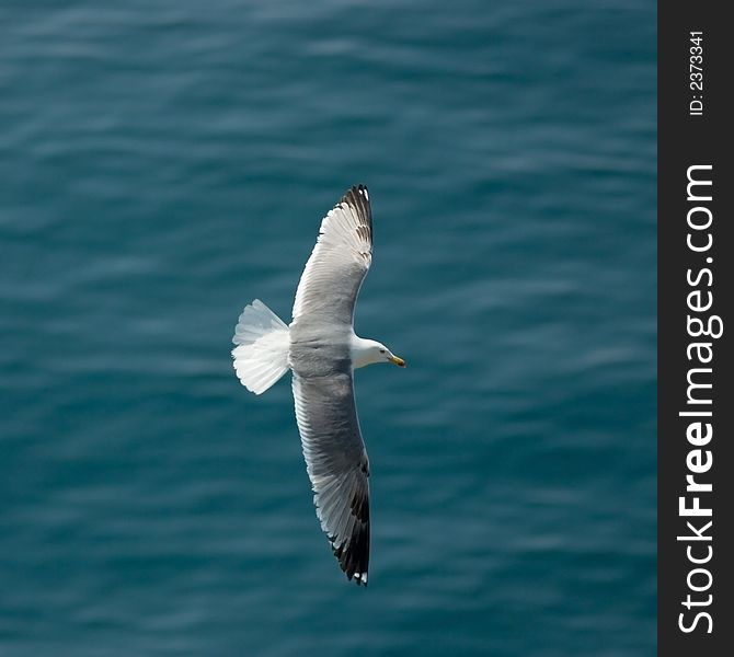 Gull Flying Over The Sea