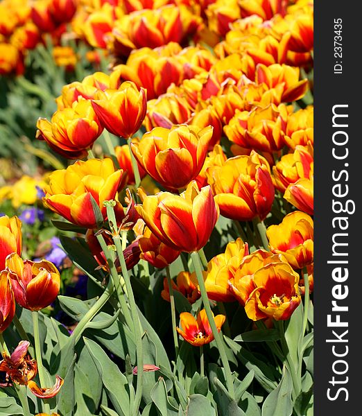 A bed of red and yellow tulips