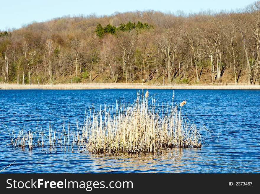 Reeds and woods in the background of a small fishing pond just starting to get green in the spring. Reeds and woods in the background of a small fishing pond just starting to get green in the spring