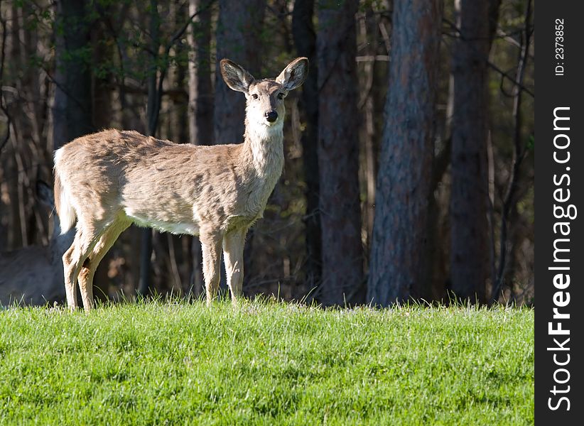 White tailed deer (odocoileus virginianus) in the green grass with a woods background. White tailed deer (odocoileus virginianus) in the green grass with a woods background