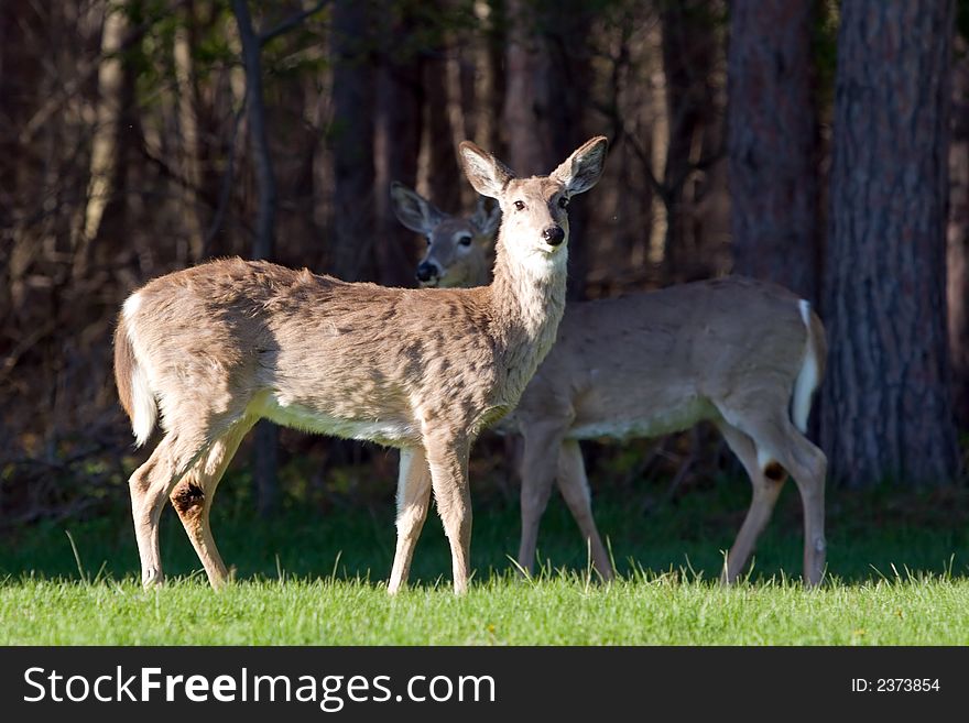 Two White tailed deer (odocoileus virginianus) in the green grass with a woods background. Two White tailed deer (odocoileus virginianus) in the green grass with a woods background