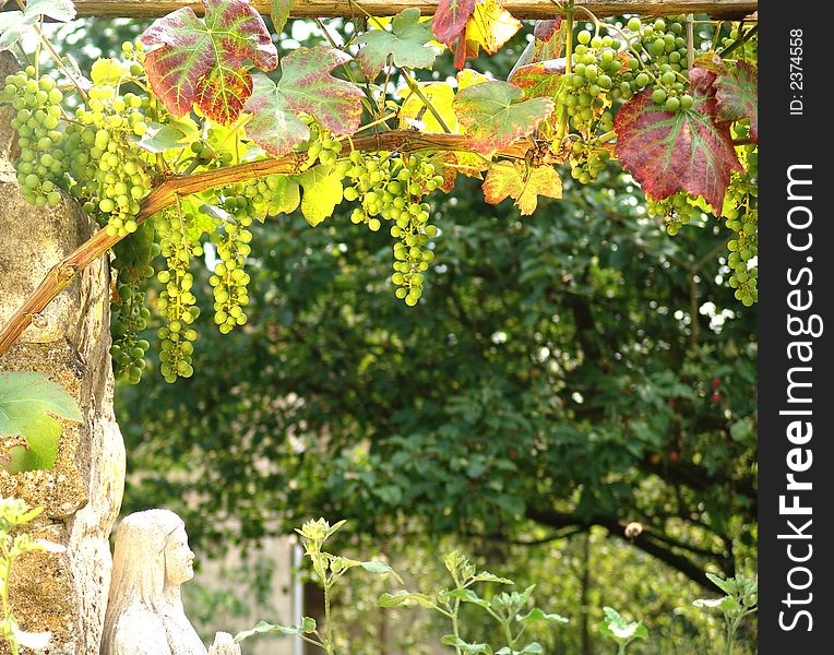 Ripe grapes hanging in the sun in france. Ripe grapes hanging in the sun in france