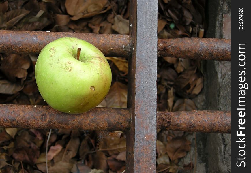 A rotting green apple in a drain. A rotting green apple in a drain