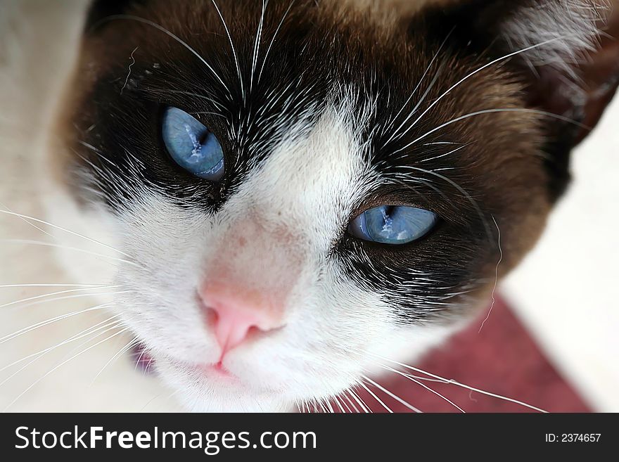 Macro shot of adorable blue eyes kitty
