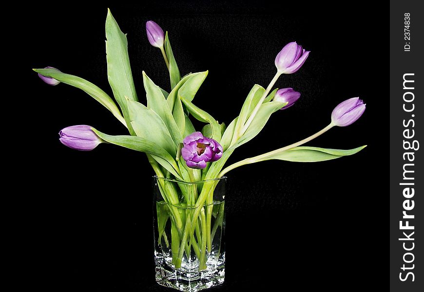Purple miniature tulips in a crystal vase. Purple miniature tulips in a crystal vase