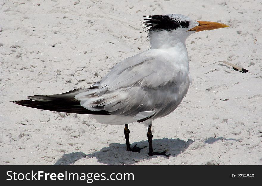 Tern Seabird On Beach