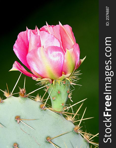 Pink blooming flower on thorny cactus. Pink blooming flower on thorny cactus