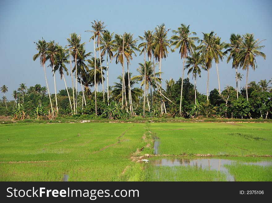 Coconut trees and paddy field