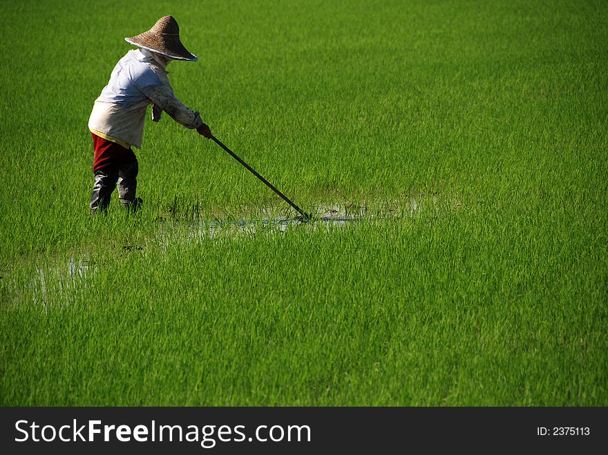 Farmer cutting grass