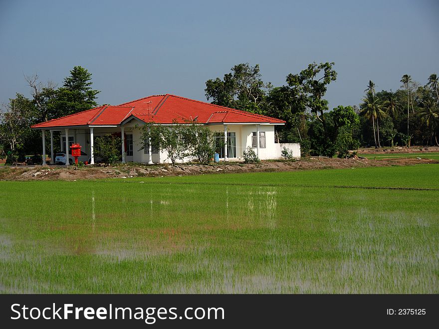 Farm house and paddy field at the countryside